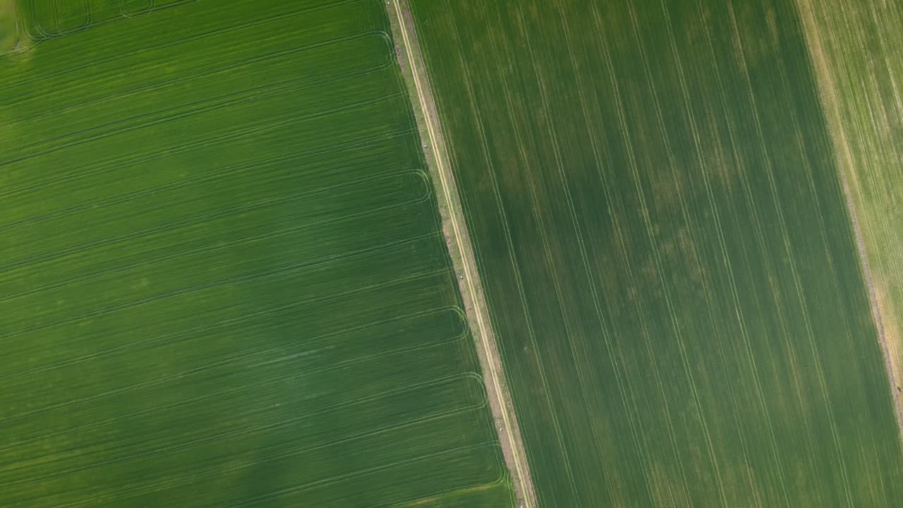 vista aérea de campos verdes agrícolas vibrantes de arriba hacia abajo en el campo en un día soleado de primavera