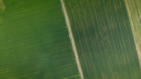 Aerial-shot-vibrant-green-agricultural-green-fields-top-down-view-in-the-countryside-on-a-spring-sunny-day