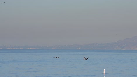 Two-brown-pelicans-in-flight-over-the-Pacific-Ocean-in-slow-motion---copy-space