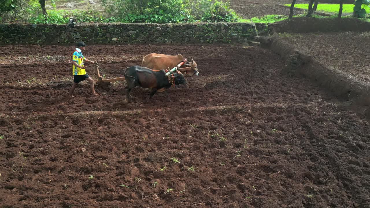 fotografía de un hombre cultivando con sus vacas