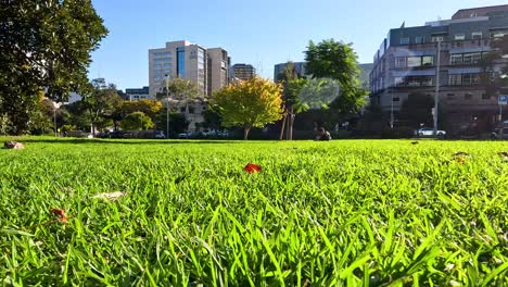 close-up of green grass in melbourne garden