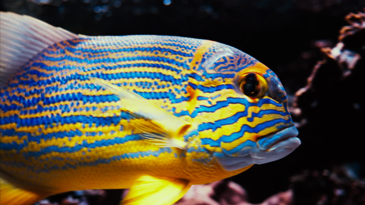 Close up of a sailfin snapper fish swimming near coral reefs