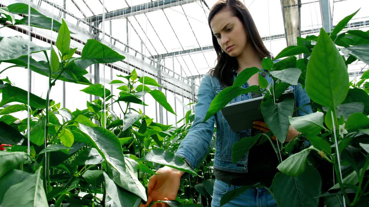 mujer chequeando berenjenas mientras usa una tableta digital 4k