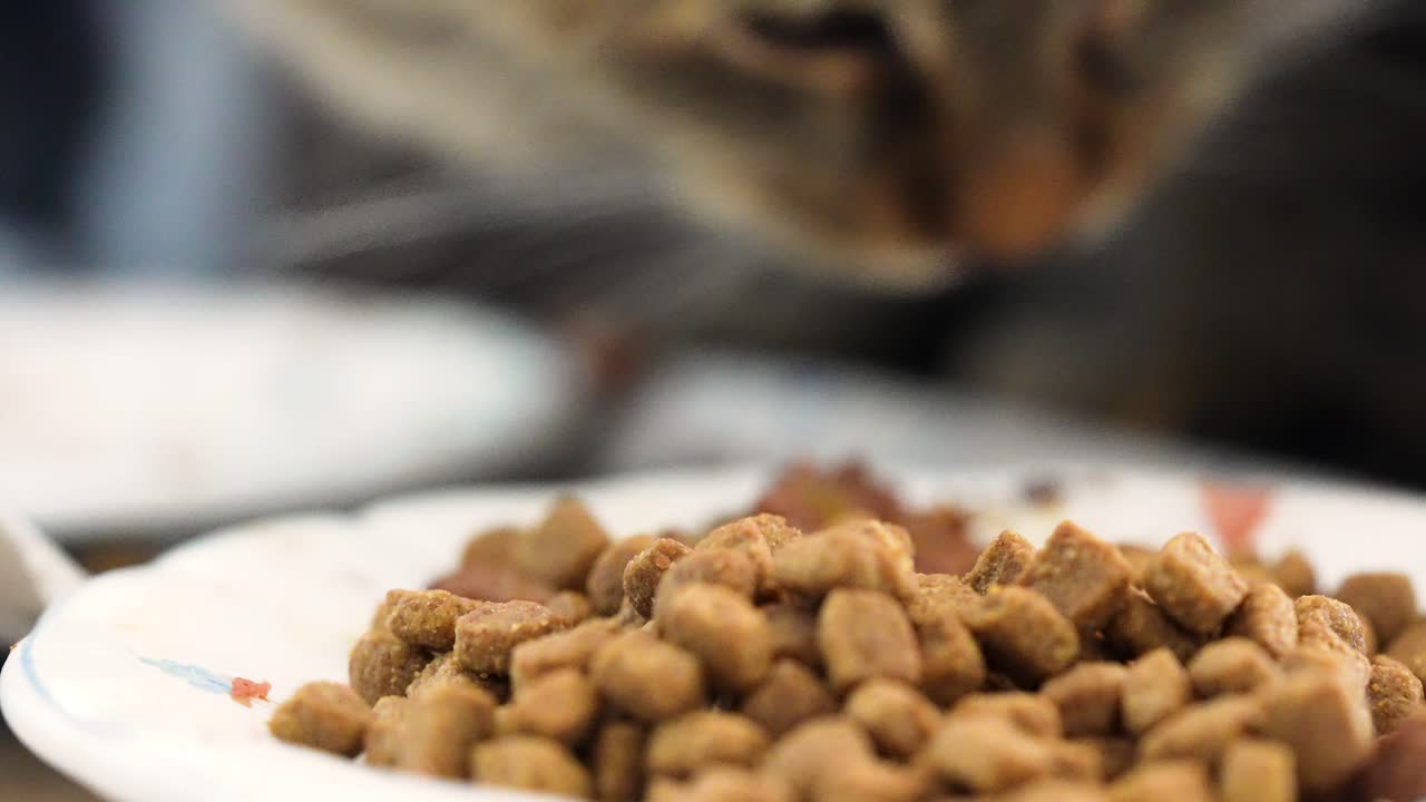Nahaufnahme von Katzenfutter auf einem Teller im scharfen Fokus, während eine Katze im unscharfen Hintergrund Leckerlis frisst. Geringe Schärfentiefe hebt Fütterungsroutine, Haustierpflege und gemütlichen Wohnstil hervor.