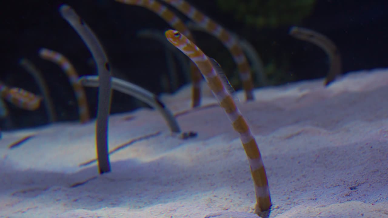 Close-up shot of garden eels extending from the sandy seabed in an aquarium tank at Aqua Planet Gwanggyo in South Korea