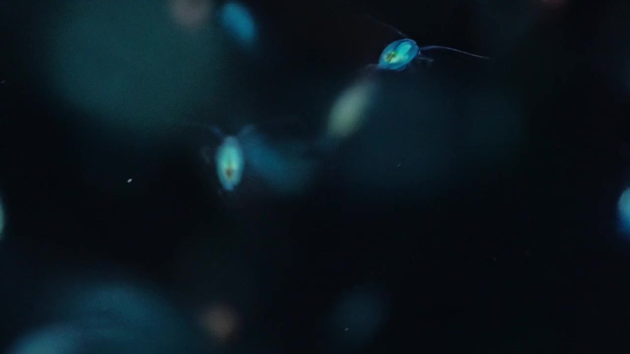 Vibrant blue crustaceans darting through the darkness of the open ocean during a blackwater dive