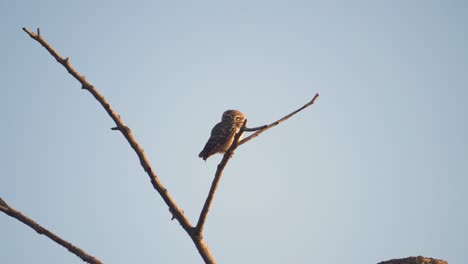 un retrato de un búho manchado en la rama de un árbol a la luz de la mañana en el campo de madhya pradesh, india