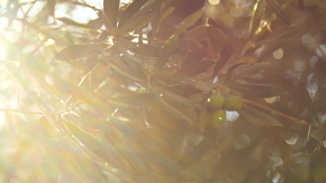 올리브 가지를 통해 태양