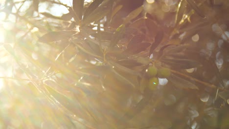 sun through olive branch