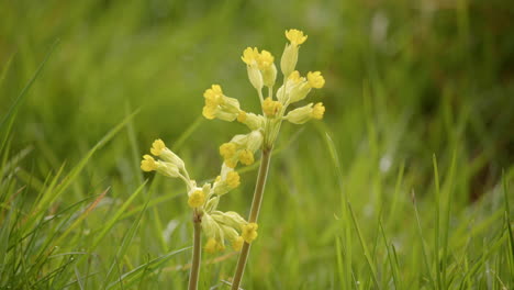 cerca de un solo tallo de cowslips en theddlethorpe, dunas, reserva natural nacional en saltfleetby