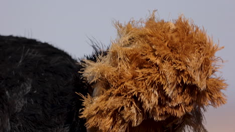 las plumas de la cola naranja del avestruz soplando en el viento, detalle extremo de primer plano