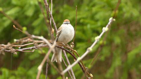 Winziger-Plumper-Vogel,-Der-Bei-Leichtem-Regen-Auf-Einem-Ast-Thront