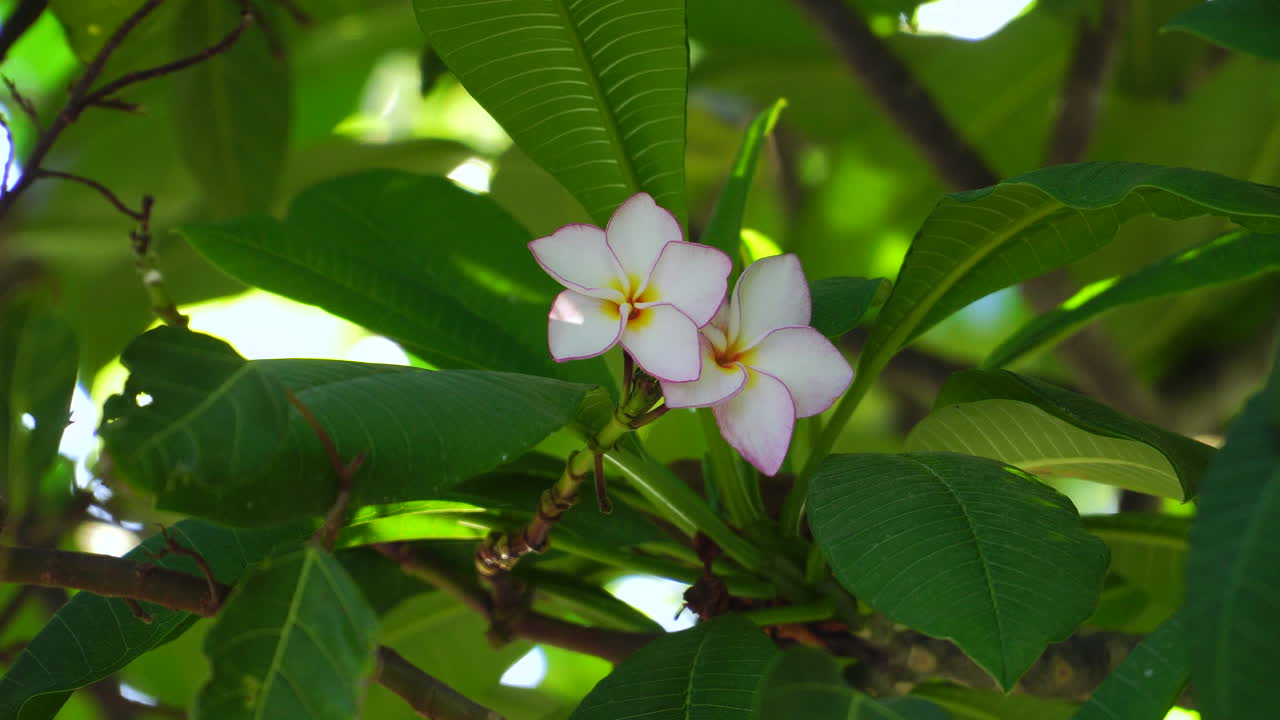 primer plano de una flor delicada con pétalos blancos con puntas moradas y pistilo amarillo en el centro de hojas verdes exuberantes