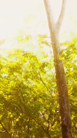 sunlight shining through tree branches in a forest