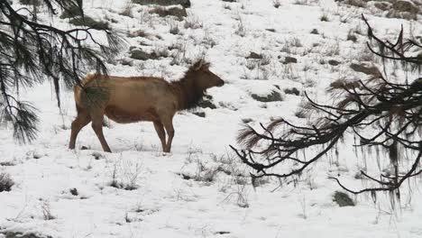 elk wapiti deer on snow-covered mountains of boise national forest in idaho, usa