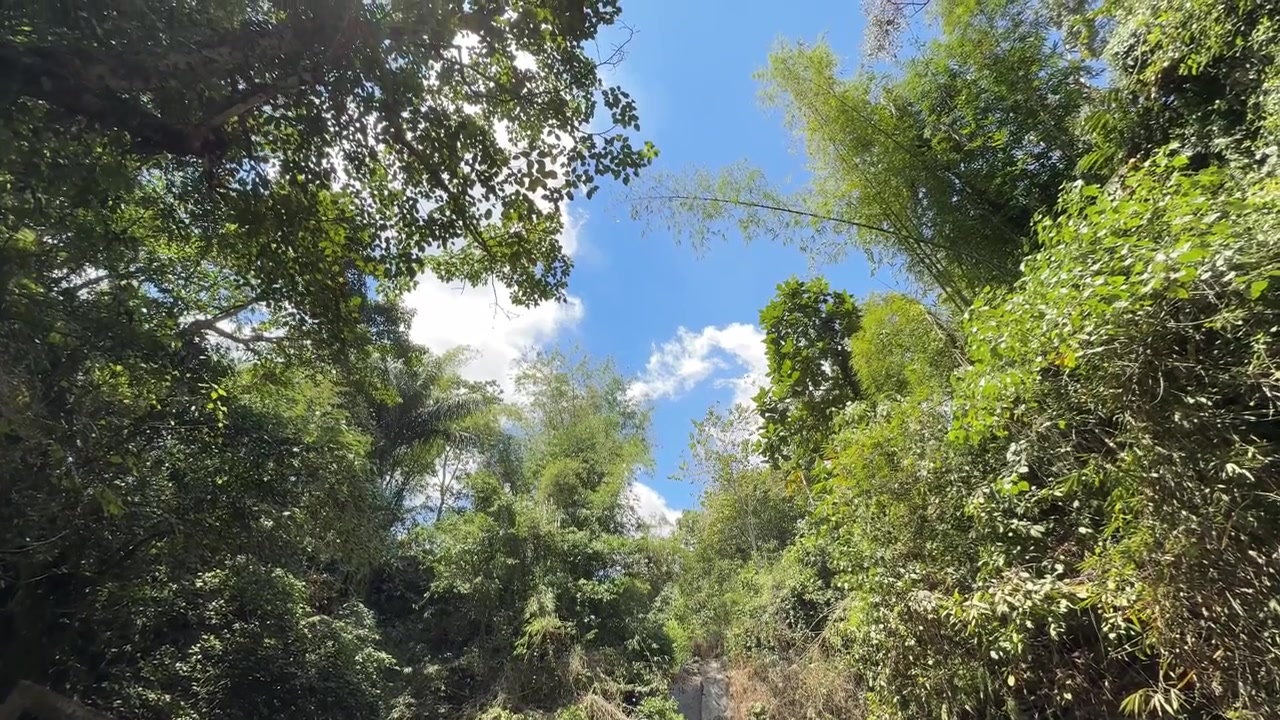 Vista dal basso della lussureggiante chioma di una foresta tropicale e cielo blu