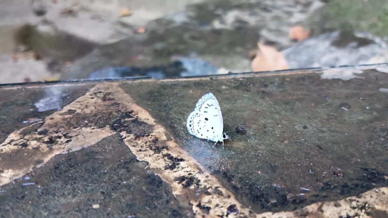 White Butterfly perched on a ground in Bantimurung National Park, Maros, South Sulawesi, Indonesia. Insect video.