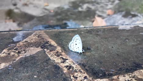 white butterfly perched on a ground in bantimurung national park, maros, south sulawesi, indonesia. insect video.