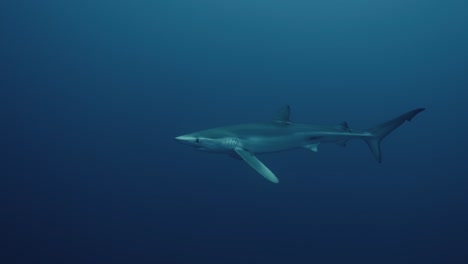 tiburón azul en el océano azul profundo nadando lentamente hacia el buzo en el océano atlántico