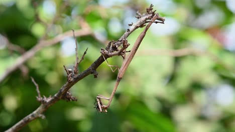 Mantis-Religiosa,-Heterochaetula-Straminea