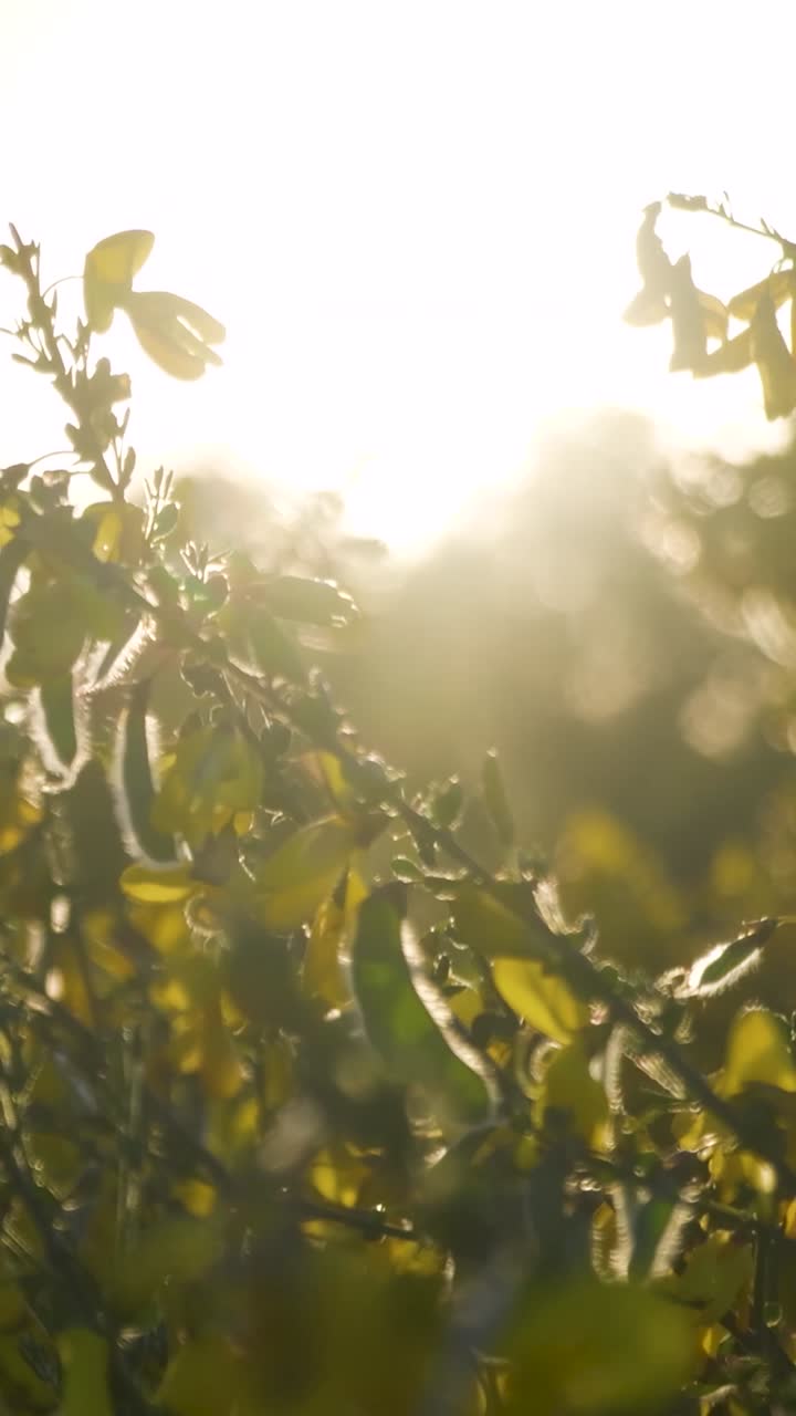 Golden Hour Sunlight Illuminating Lush Greenery