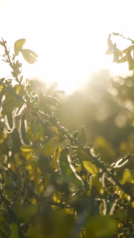 golden hour sunlight illuminating lush greenery
