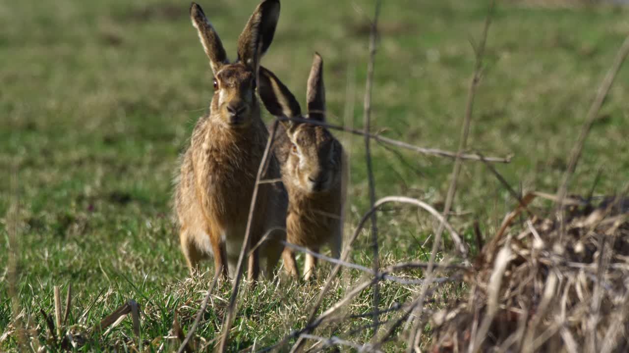 Two Hares in a Meadow
