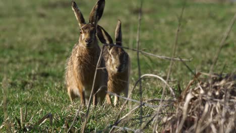 dos liebres en un prado