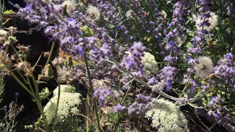 las abejas se posan en pequeñas flores silvestres de color púrpura que soplan en el viento, incluido el encaje de la reina ana y la lila