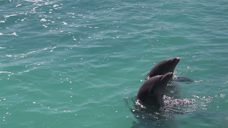delfines 332