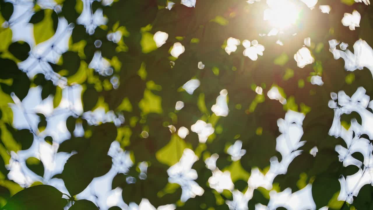 Abstract video concept with a bokeh effect of sunlight filtering through leaves