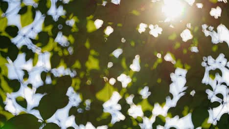 abstract video concept with a bokeh effect of sunlight filtering through leaves