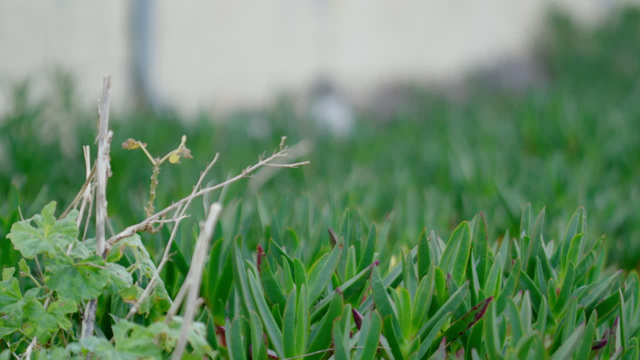 Vegetation on the ground vibrating in the wind.