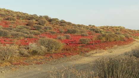 deserted dirt road in tenerife island with dry plants, pan left view