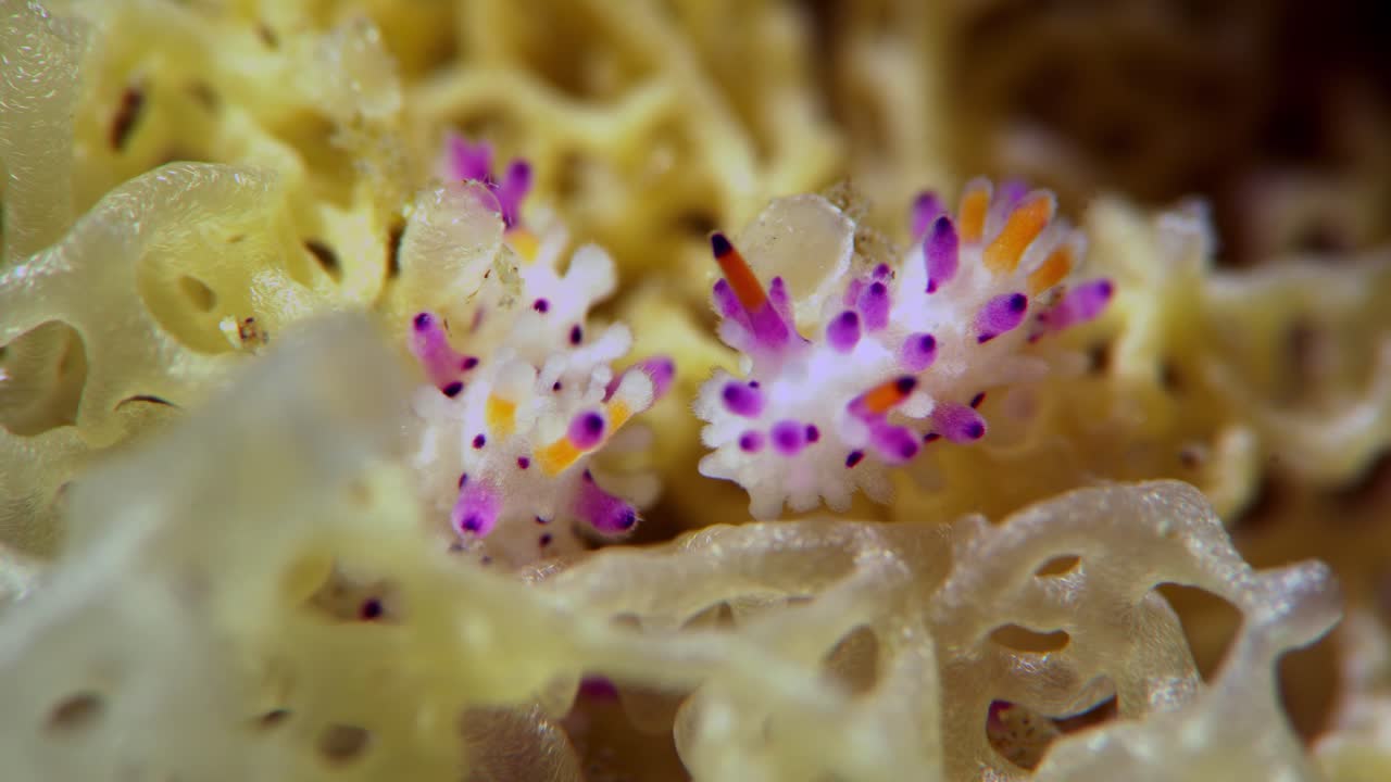 aegires villosus nudibranch 사우스 오스트레일리아 4k 25fps