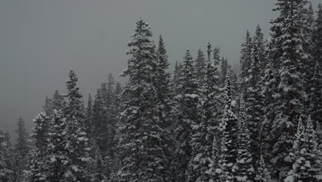 Snow-falling-backcountry-Berthoud-Pass-Colorado-snowing-snowy-spring-winter-wonderland-blizzard-white-out-deep-powder-national-forest-Rocky-Mountain-Pine-Tree-grey-cinematic-super-slow-motion-pan-left