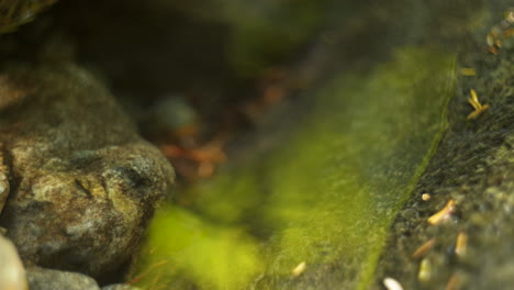 water droplet falling into a calm creek