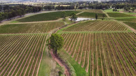 Toma-Aérea-De-Paisaje-De-Drones-De-Viñedos-Cultivo-Superior-Valle-Del-Cazador-Nsw-Pokolbin-Australia-4k