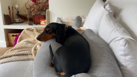 dachshund relaxing on cozy couch pillows