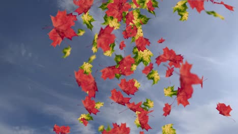 animation of falling leaves loop autumn