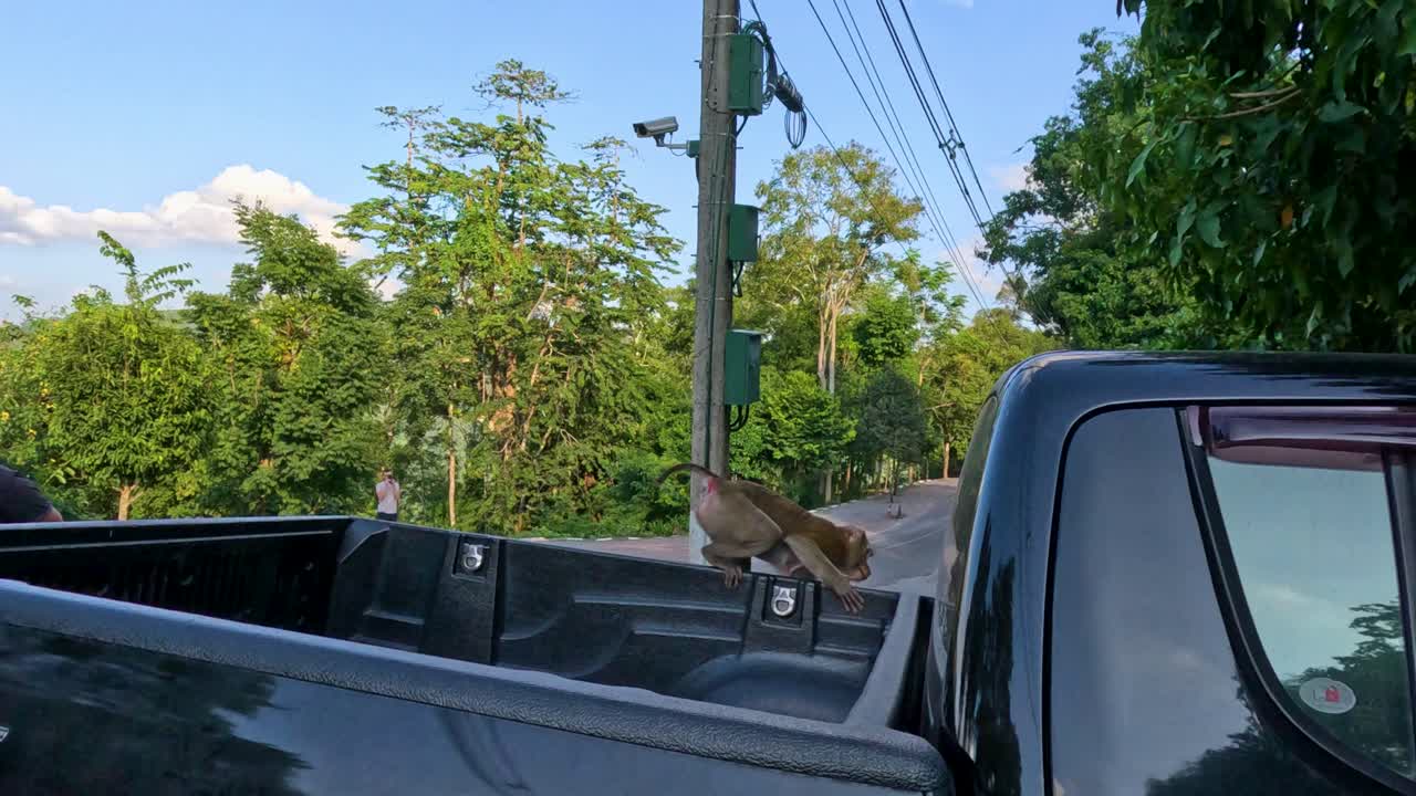 원이는 경치 좋은 태국 공원에서 트럭을 탐험합니다.