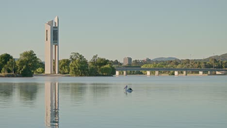 a pelican drifts across lake burley griffin as the national carillon stands tall in the morning light. in the distance, joggers and traffic move across the bridge, adding life to the tranquil scene.
