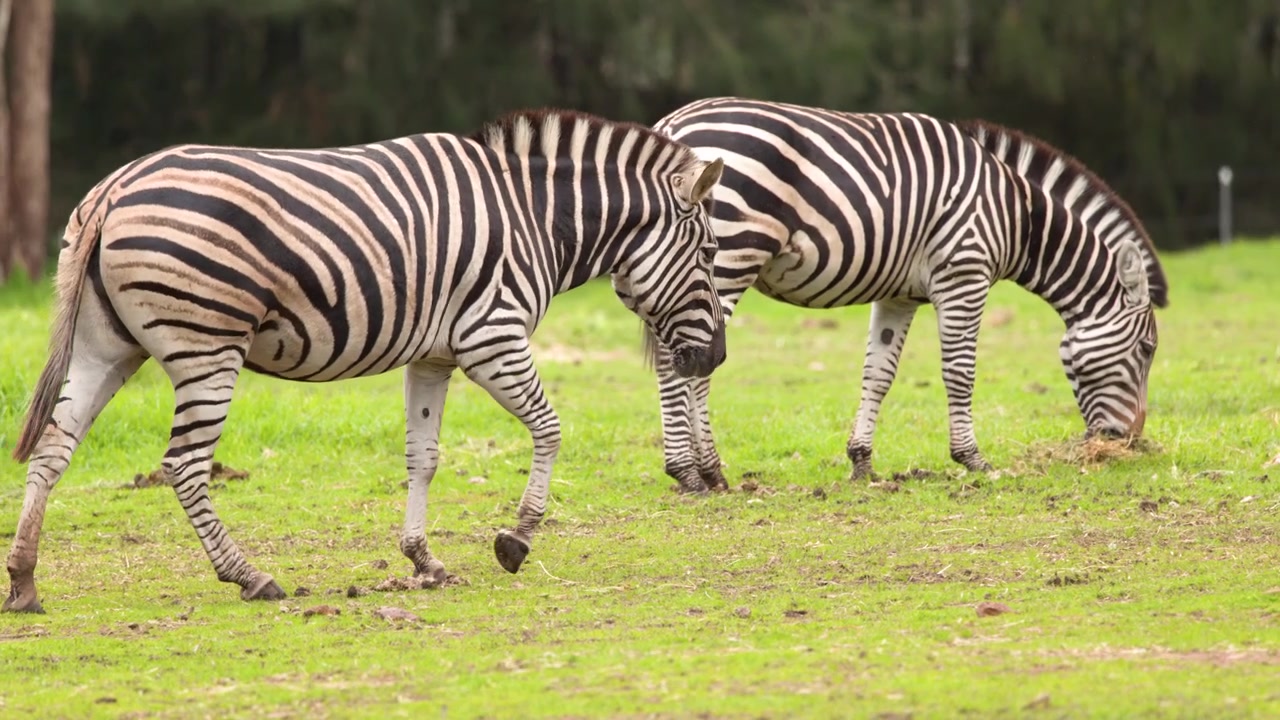 Zebras caminham e pastam calmamente em um campo gramado aberto sob luz natural brilhante