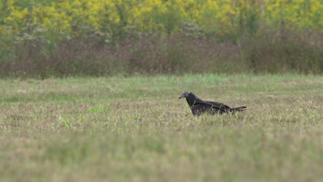 Turkey-Buzzards-or-Turkey-Vultures-in-a-grass-field-in-the-autumn-season-at-the-Middle-Creek-Wildlife-Management-Area