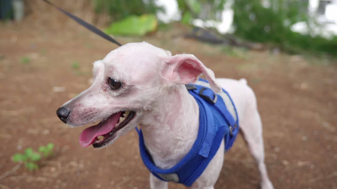 질이 은 장난감 푸들