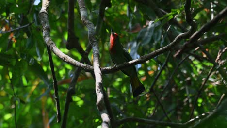 Der-Rotbärtige-Bienenfresser-Nyctyornis-Amictus,-Thailand,-Zwitschert,-Während-Er-An-Einem-Windigen-Nachmittag-Im-Wald-Nach-Oben-Schaut