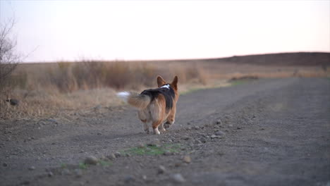 Pembroke-Welsh-Corgi-Corriendo-Lentamente-Por-Una-Carretera-Rural-Gris-En-Un-Paisaje-Invernal-Sudafricano-Al-Atardecer