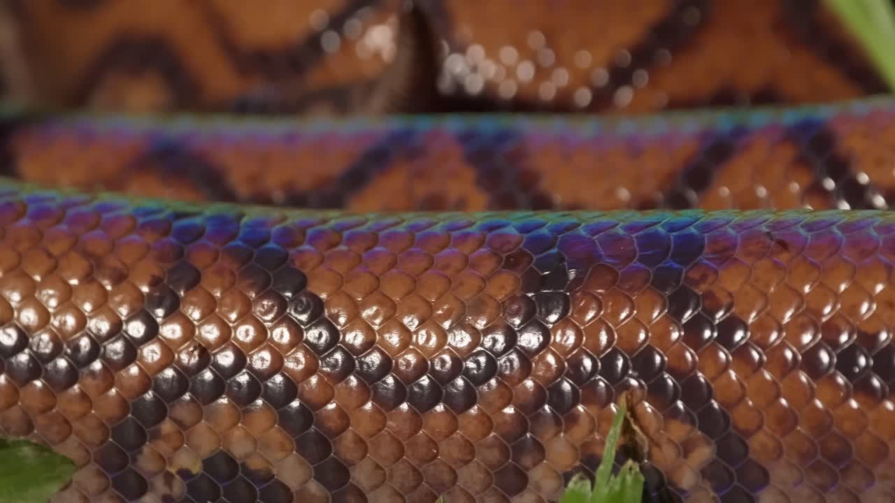 A close-up panning shot of a long coiled Rainbow Boa snake at is lays in the sun