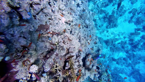 los hermosos corales coloridos y los peces en el mar rojo cerca de sharm el sheikh, egipto