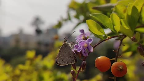 little brown and grey butterfly taking off from a small green flower slow motion